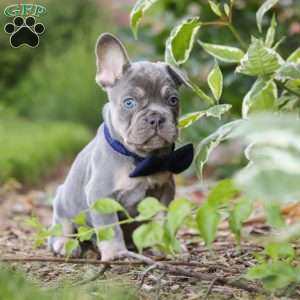 Moore, French Bulldog Puppy